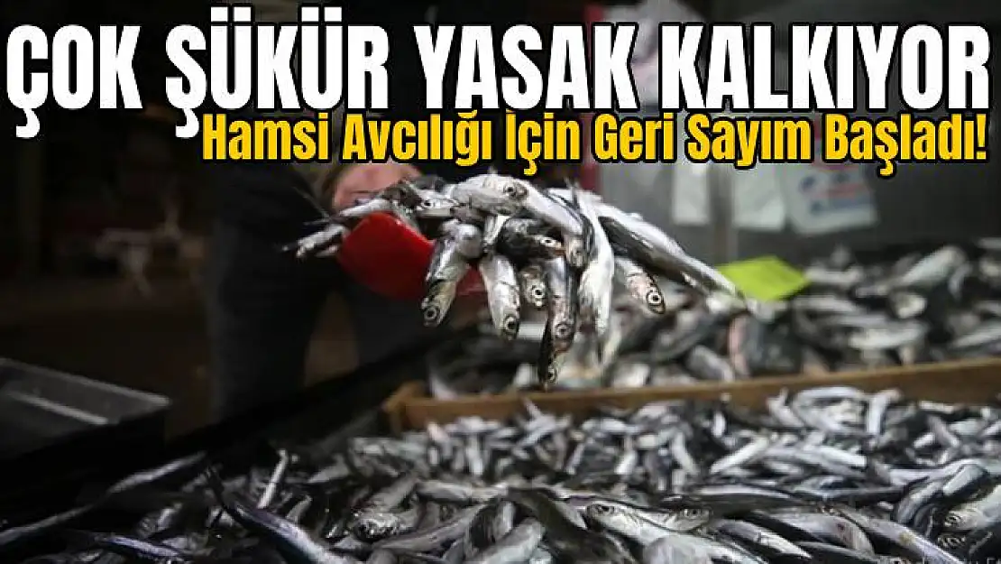 Hamsi Avcılığı İçin Geri Sayım Başladı!