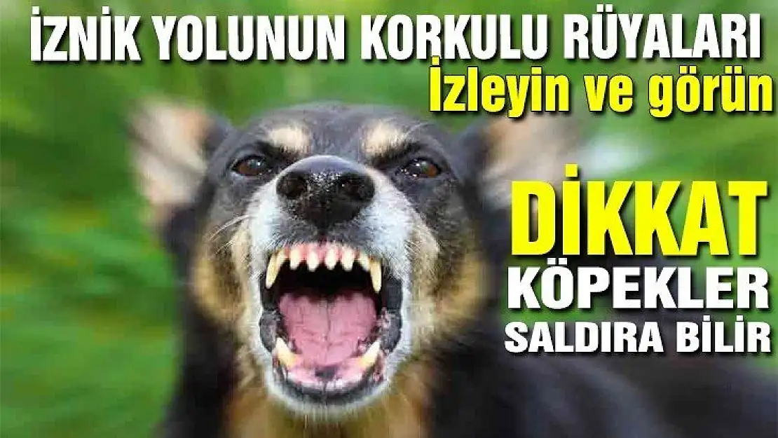 İZNİK YOLUNDA KÖPEK DEHŞETİ