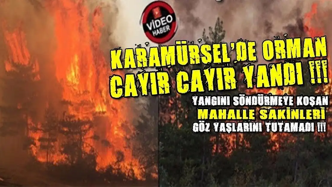 Karamürsel çamlık mevkiinde orman cayır, cayır yandı!