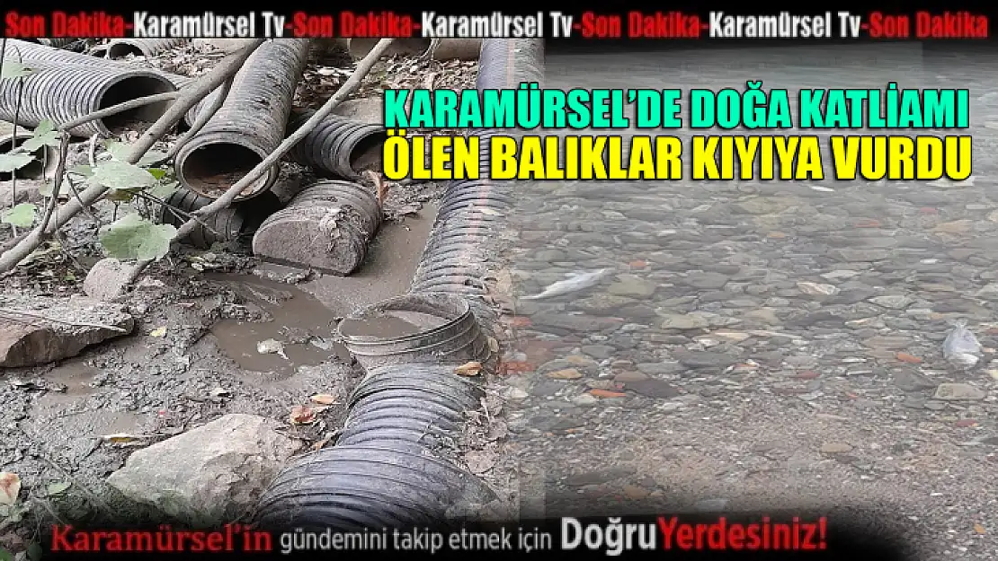 Karamürsel'de çevre katliamı! Ölen balıklar kıyaya vurdu!