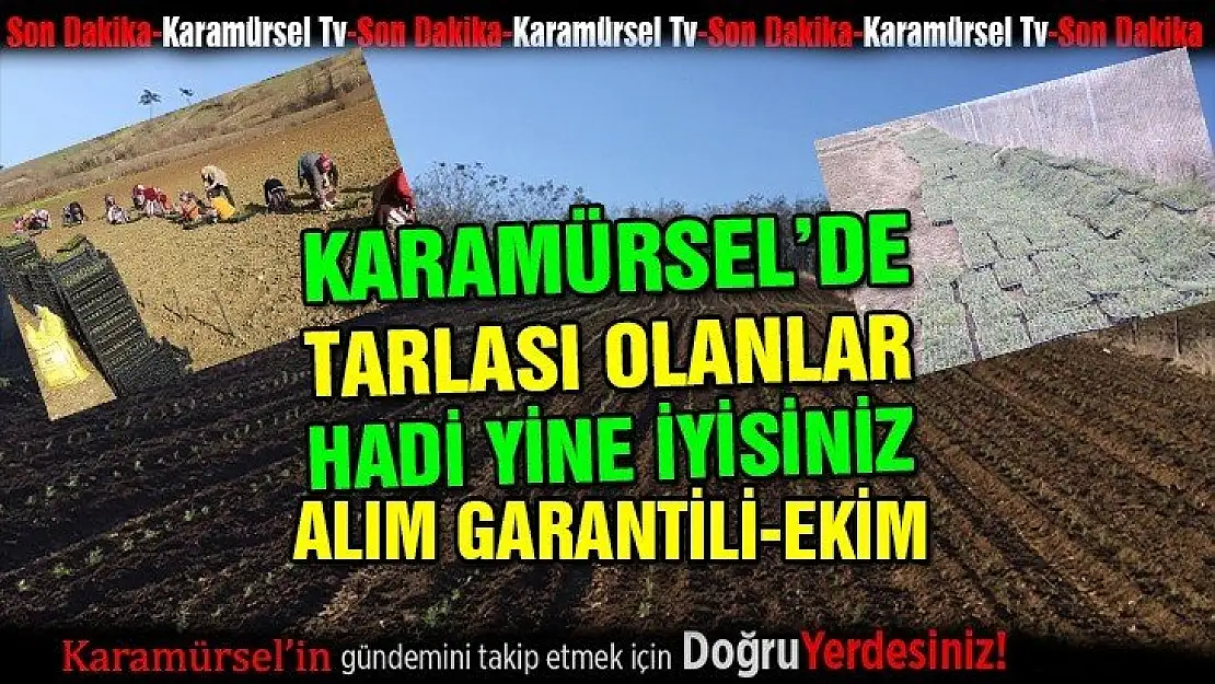 Karamürsel'de tarlası olanlar alım garantili ekim yapar mısınız?