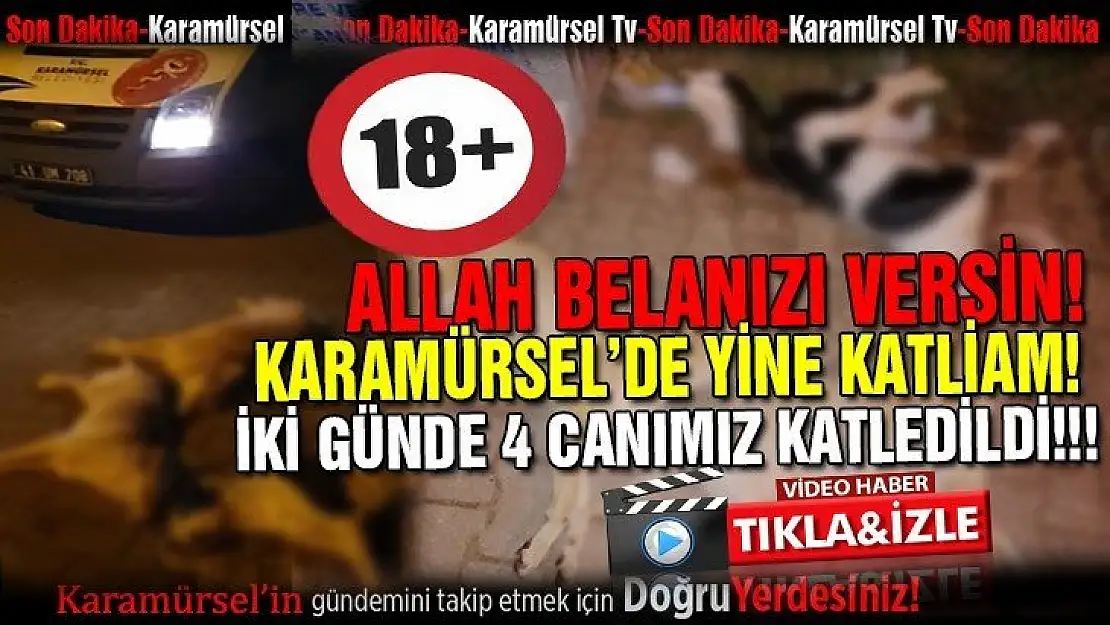 Karamürsel'de vahşet! İki günde 4 canımız katledildi!