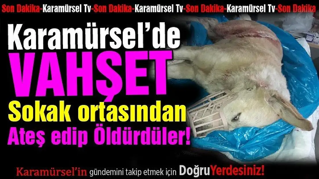 Karamürsel'de vahşet! Sokak ortasında vurup öldürdüler!