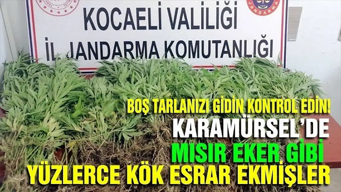 KARAMÜRSEL'DE YÜZLERCE KÖK ESRAR YAKALANDI