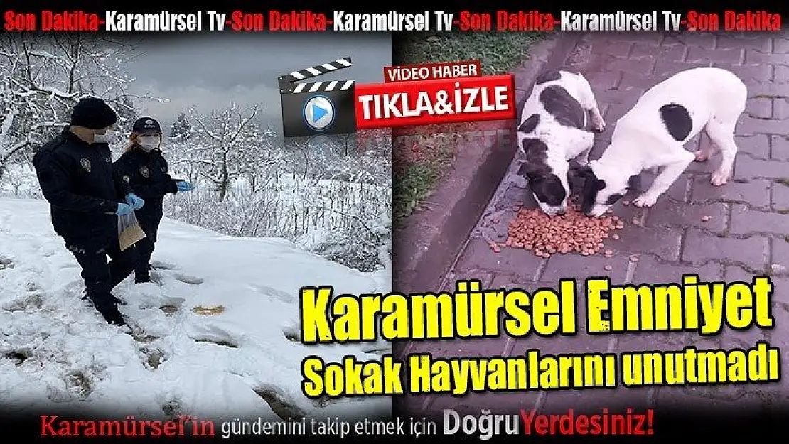 Karamürsel Emniyet Sokak Hayvanlarını unutmadı