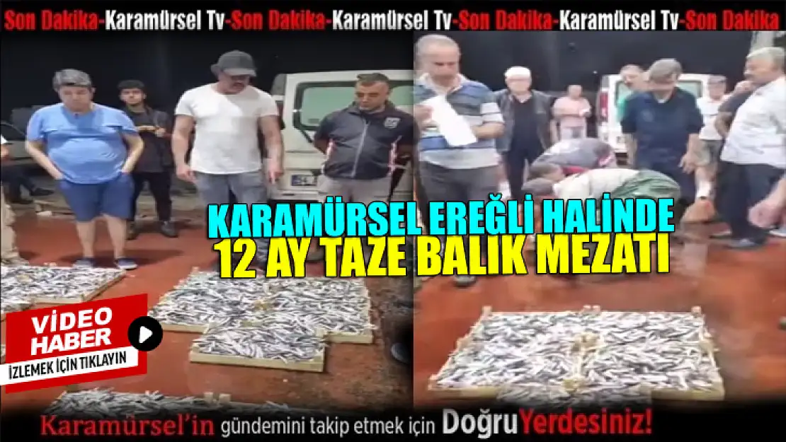 Karamürsel Ereğli balık halinde 12 ay taze balık var