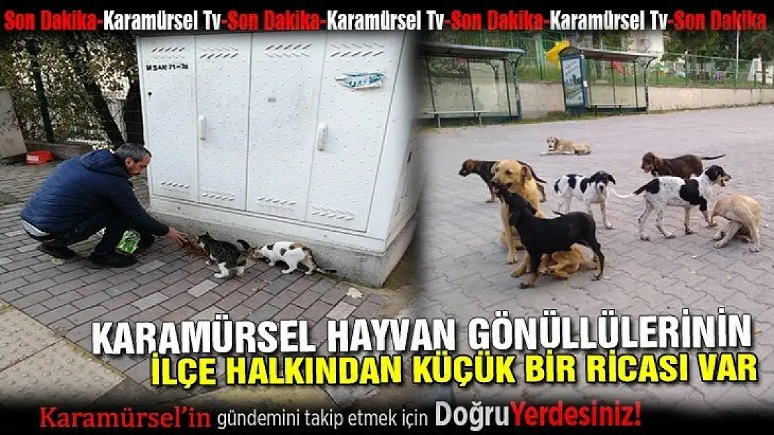 Karamürsel'in hayvan gönüllülerinin bir ricası var!