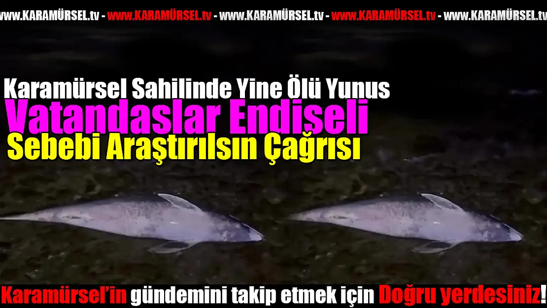 Karamürsel Sahilinde Yine Bir Ölü Yunus