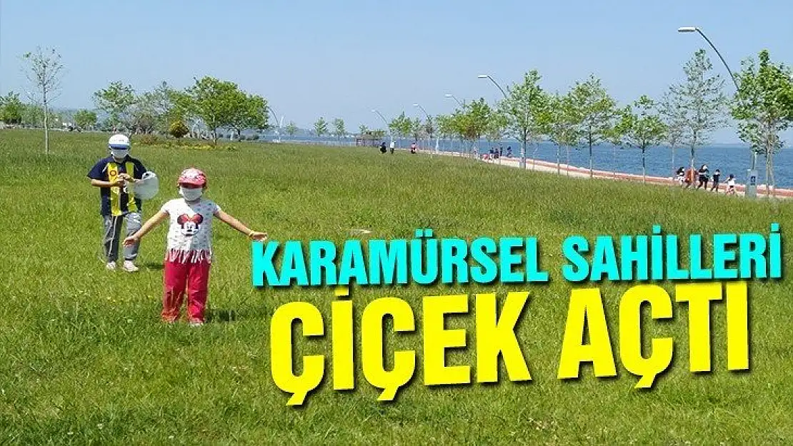 KARAMÜRSEL SAHİLLERİ ÇİÇEK AÇTI