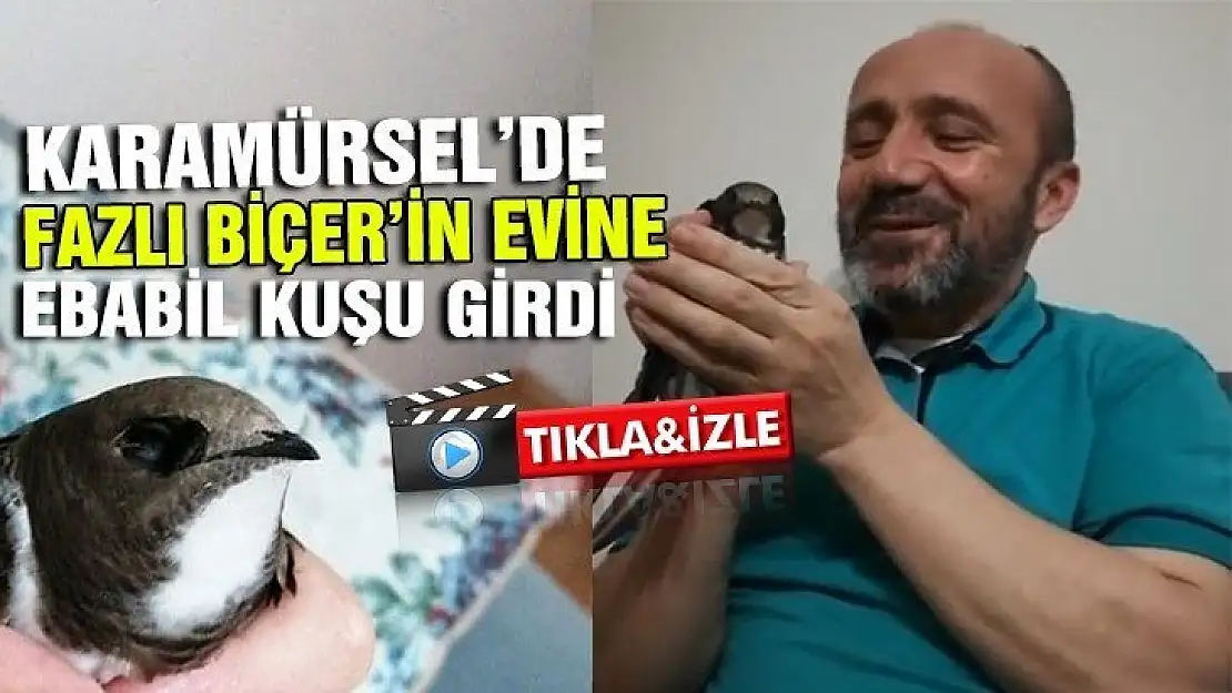 KARAMÜRSEL'DE BİR AİLEYE BAYRAM MİSAFİRİ 'EBABİL KUŞU' GELDİ