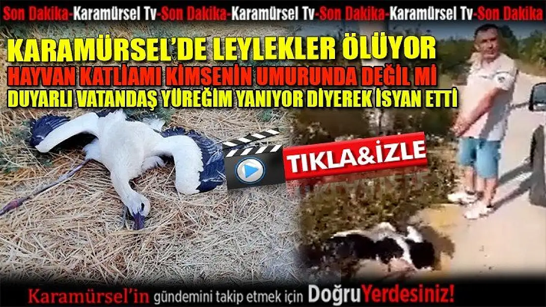 Karamürselli duyarlı vatandaş hayvan ölümlerine isyan etti!