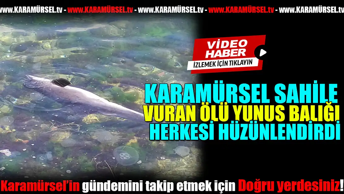 Karaya Vuran Yunus Balığı herkesi üzdü!