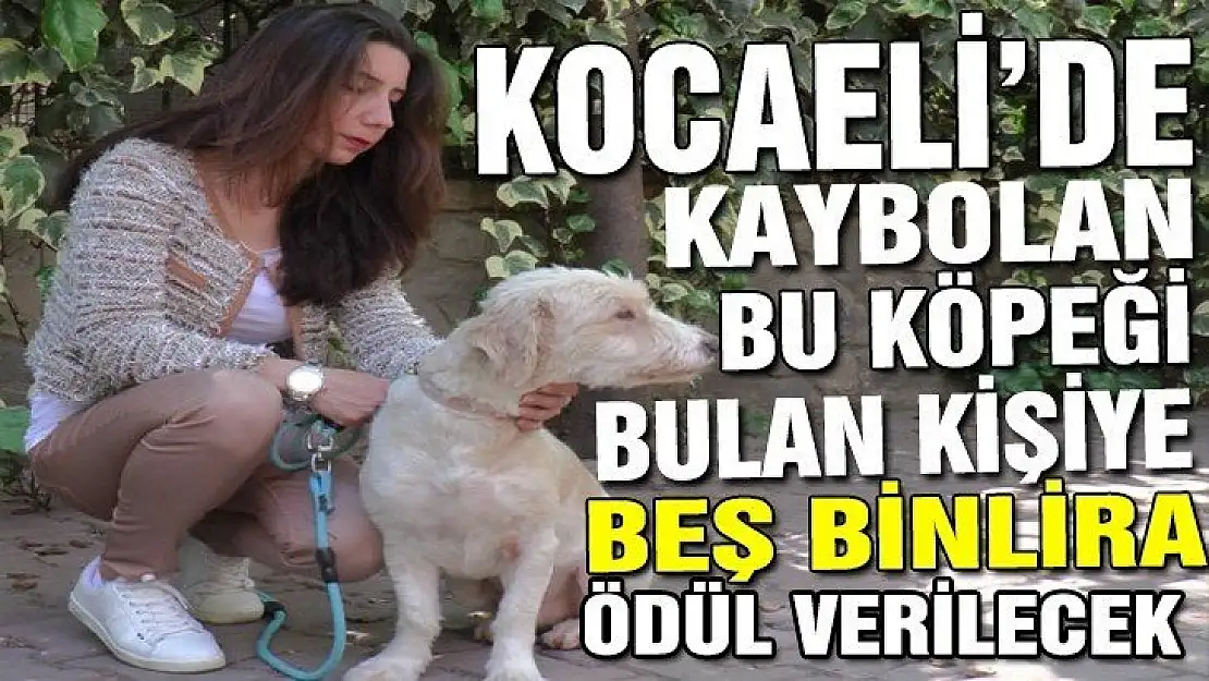 Köpeğini bulan kişiye 5 bin tl ödül verecek!