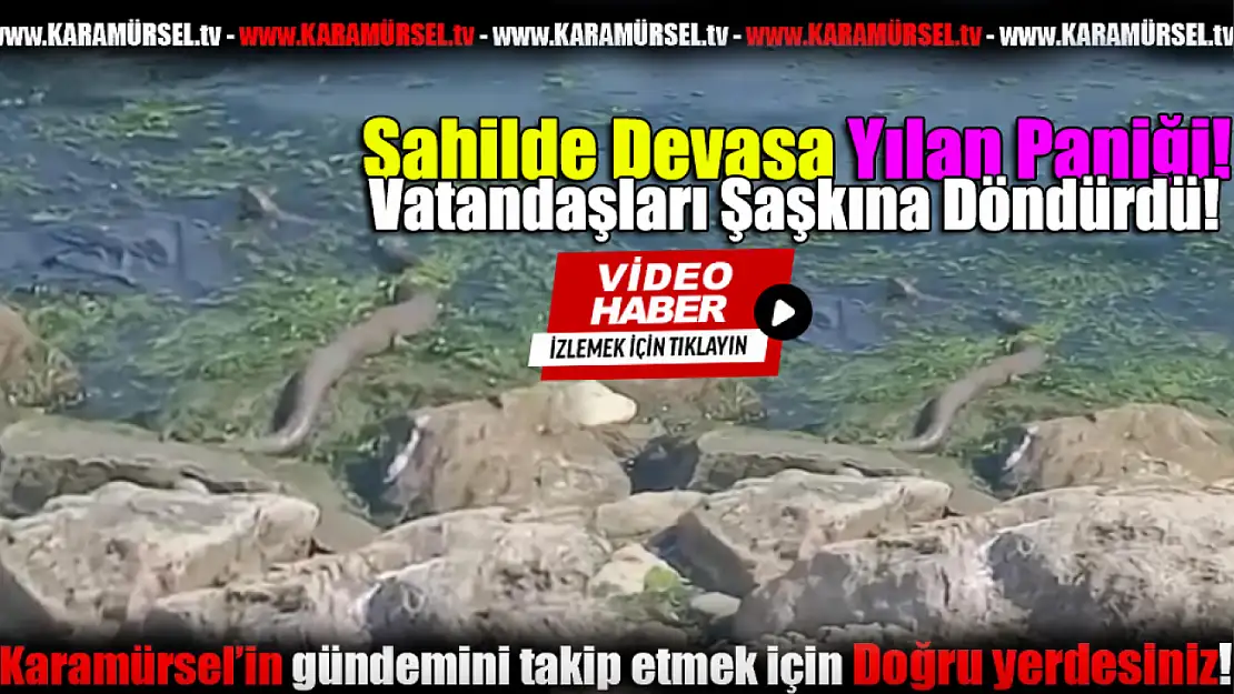 Sahilde Devasa Yılan Paniği!
