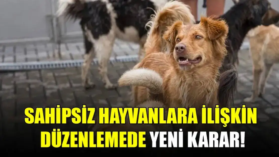 Sahipsiz Hayvanlar Kanunu'nda Yeni Gelişme