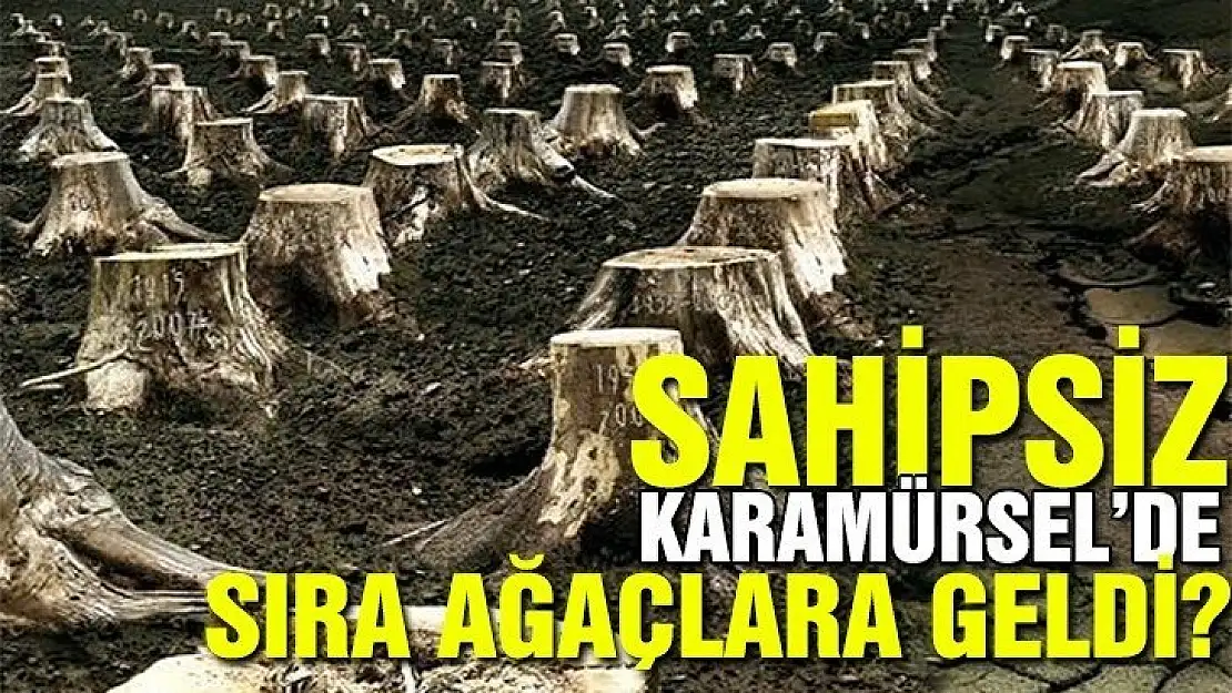 Sahipsiz Karamürsel'de sıra ağaçlarda