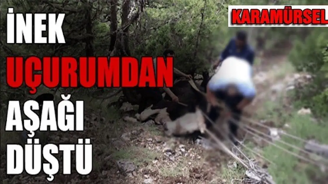 Uçurumdan düşen inek zorlukla kurtarıldı