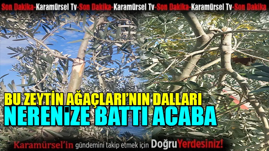 Zeytin ağaçlarının dalları nerenize battı