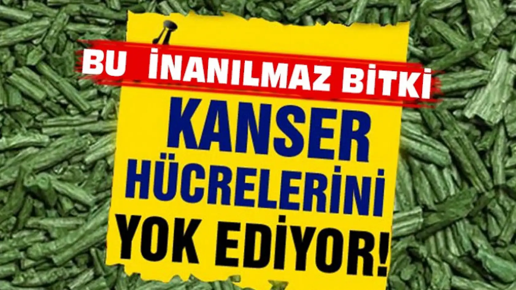 Bu Bitki Kanser Hücreleriyle Savaşıyor !