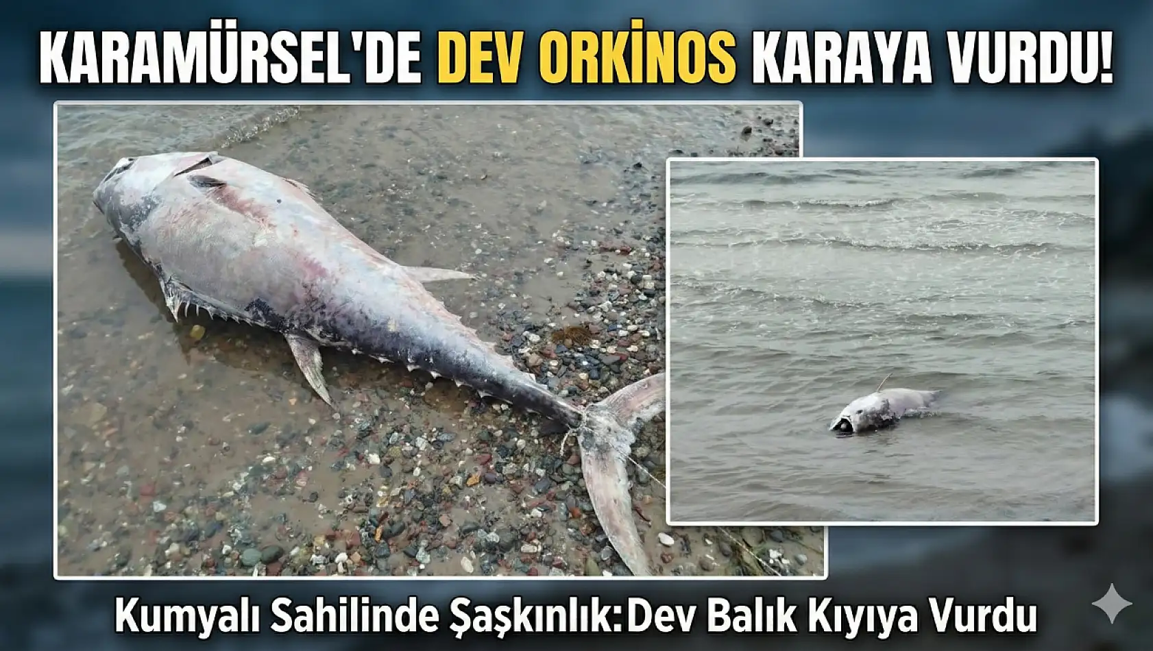 KARAMÜRSEL SAHİLİNDE DEV ORKİNOS ŞAŞKINLIĞI