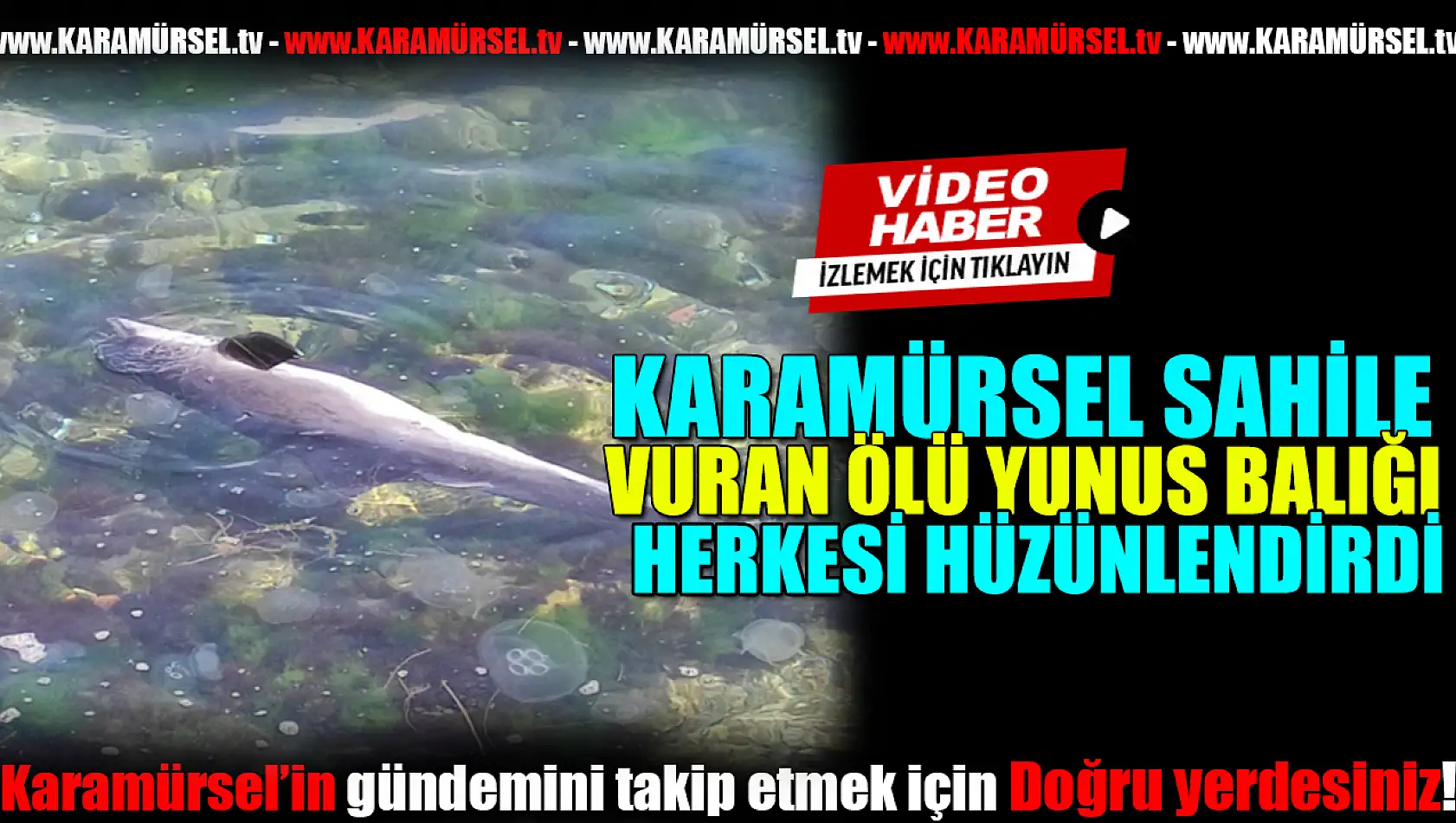 Karaya Vuran Yunus Balığı herkesi üzdü!