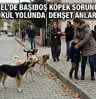 Anne ve Çocuklarına Köpek Sürüsü Saldırdı