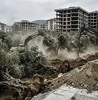 Karamürsel'de Doğa Kıyımı İddiası: İnşaat Uğruna Asırlık Zeytin Ağaçları Yok Ediliyor!