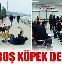 Karamürsel Sahilinde Başıboş Köpek Dehşeti
