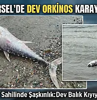 KARAMÜRSEL SAHİLİNDE DEV ORKİNOS ŞAŞKINLIĞI
