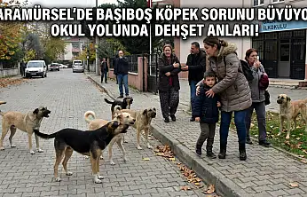 Anne ve Çocuklarına Köpek Sürüsü Saldırdı
