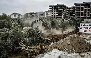 Karamürsel'de Doğa Kıyımı İddiası: İnşaat Uğruna Asırlık Zeytin Ağaçları Yok Ediliyor!
