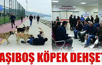 Karamürsel Sahilinde Başıboş Köpek Dehşeti