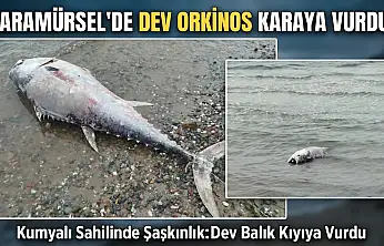 KARAMÜRSEL SAHİLİNDE DEV ORKİNOS ŞAŞKINLIĞI
