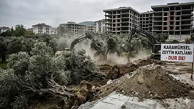 Karamürsel'de Doğa Kıyımı İddiası: İnşaat Uğruna Asırlık Zeytin Ağaçları Yok Ediliyor!