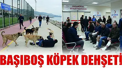 Karamürsel Sahilinde Başıboş Köpek Dehşeti