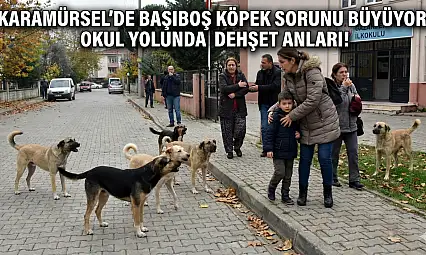 Anne ve Çocuklarına Köpek Sürüsü Saldırdı