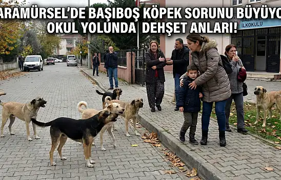 Anne ve Çocuklarına Köpek Sürüsü Saldırdı