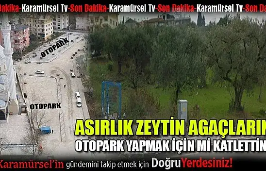 Asırlık zeytinlikler otopark olsun diye mi katledildi?