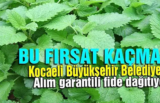 Büyükşehirden, büyük destekAlım garantili ücretsiz fide