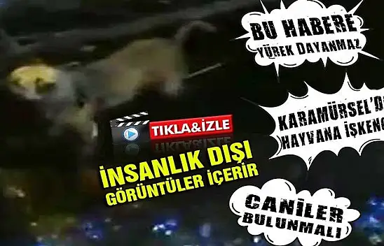 Caniler denize köpek bağlayarak ölüme terk ettiler