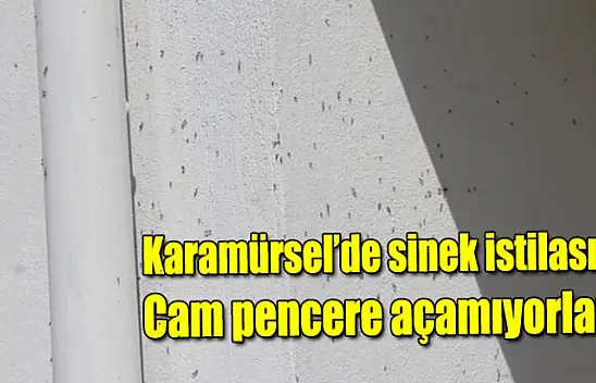 Karamürsel'de sinek istilası! Cam pencere açamıyorlar