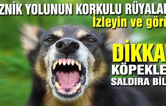 İZNİK YOLUNDA KÖPEK DEHŞETİ