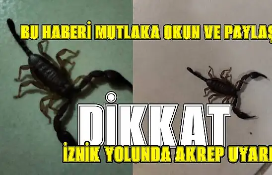 Karamürsel'de Akrep Paniği: Dikkatli olun Uyarısı