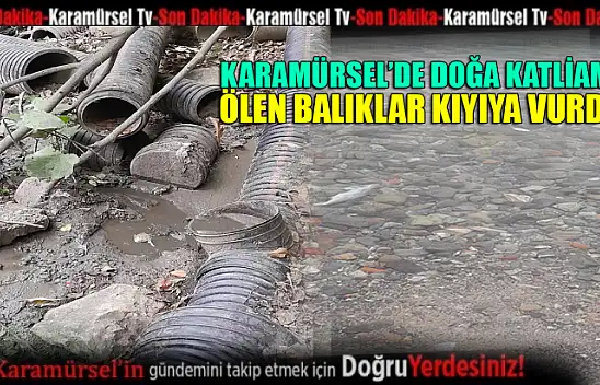 Karamürsel'de çevre katliamı! Ölen balıklar kıyaya vurdu!