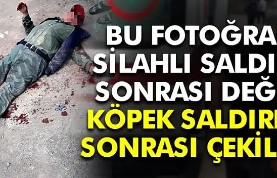 Karamürsel'de Köpeklerin saldırdığı kişi hastanelik oldu