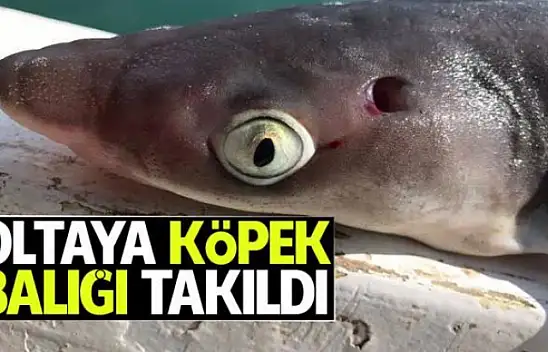 Karamürsel'de oltaya kopekbalığı takıldı
