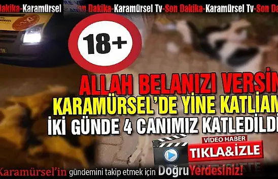 Karamürsel'de vahşet! İki günde 4 canımız katledildi!