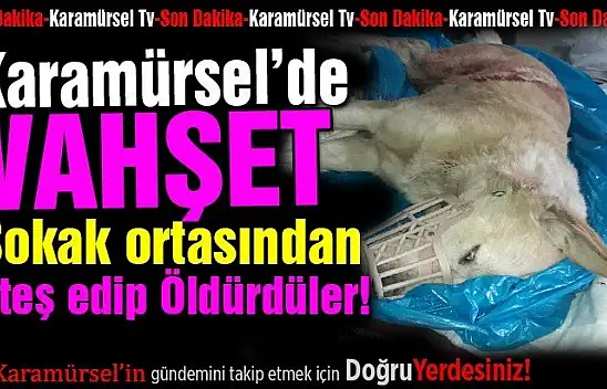 Karamürsel'de vahşet! Sokak ortasında vurup öldürdüler!