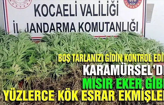 KARAMÜRSEL'DE YÜZLERCE KÖK ESRAR YAKALANDI