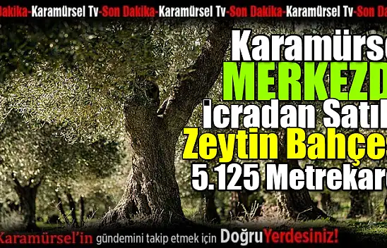 Karamürsel'deki Zeytinlik Satışa Çıkarılıyor